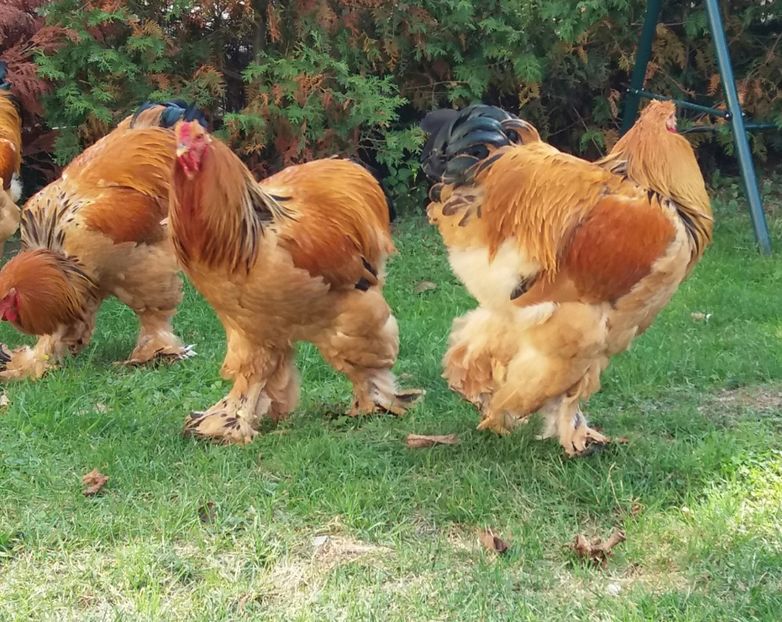  - Tineret pentru 2018