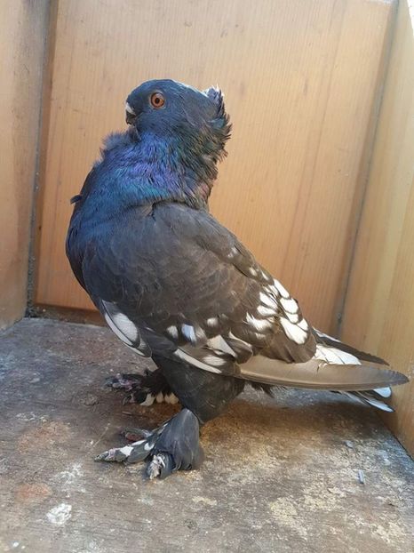 150 lei - Fosti porumbei