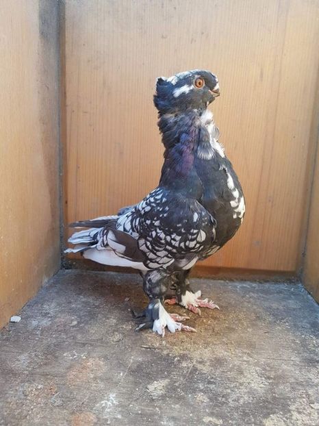 100 lei - Fosti porumbei