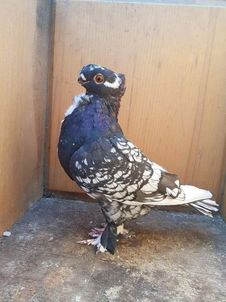 100 lei - Fosti porumbei