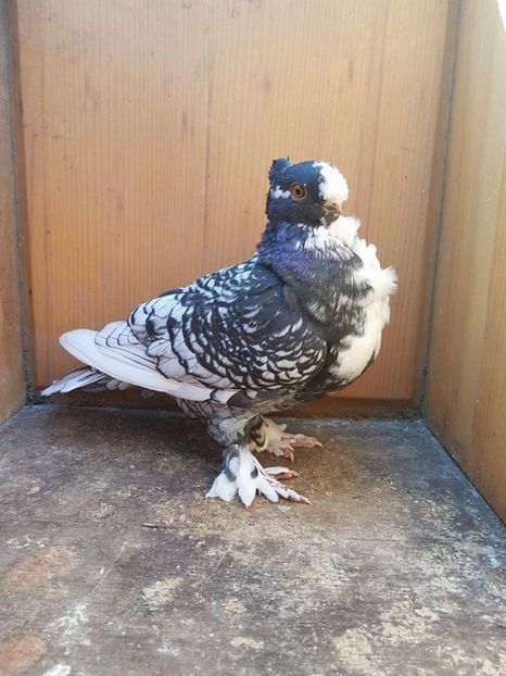 100 lei - Fosti porumbei