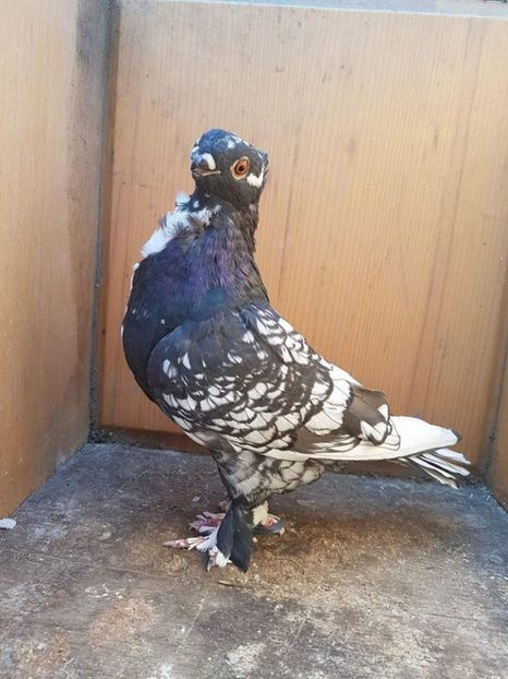 100 lei - Fosti porumbei