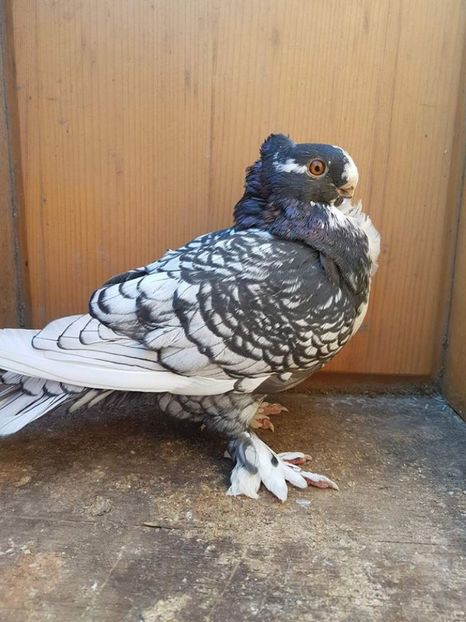 100 lei - Fosti porumbei