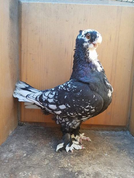 100 lei - Fosti porumbei