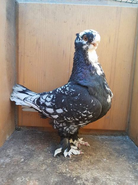 100 lei - Fosti porumbei