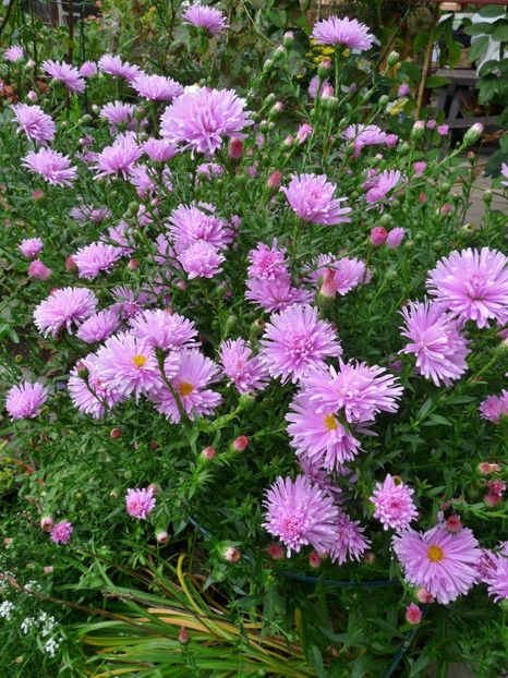  - 2017 - 03 - Toamna