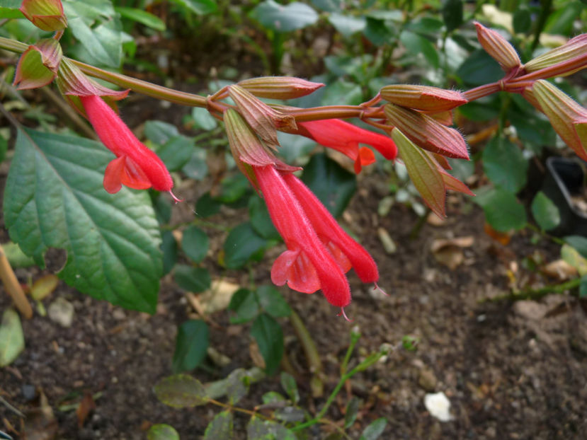 Salvie - 2017 - 03 - Toamna