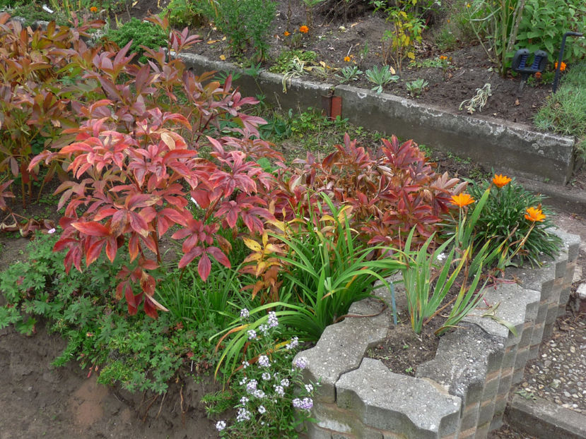  - 2017 - 03 - Toamna