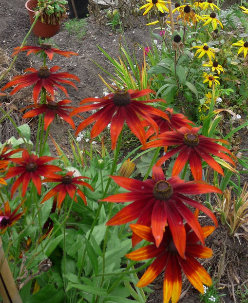  - 2017 - 03 - Toamna