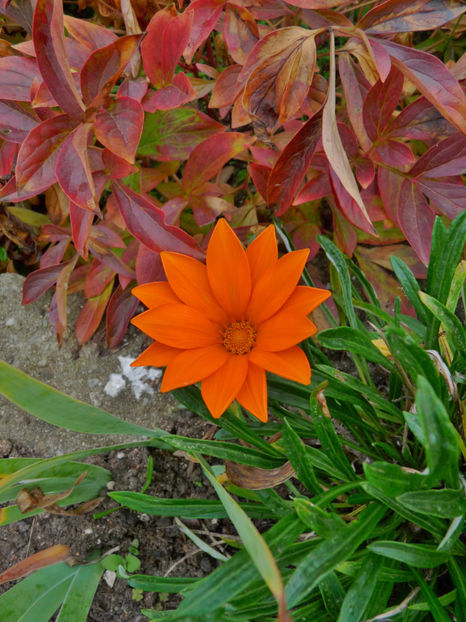  - 2017 - 03 - Toamna