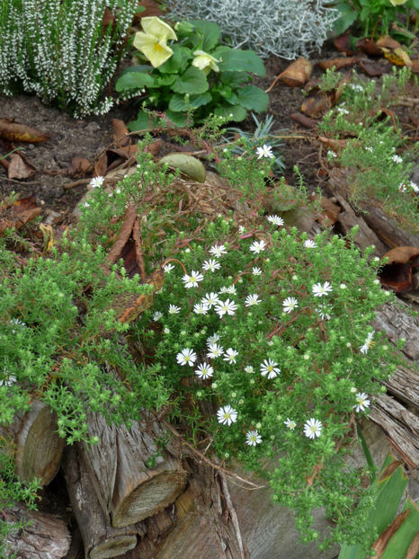  - 2017 - 03 - Toamna