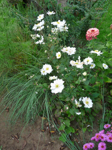  - 2017 - 03 - Toamna