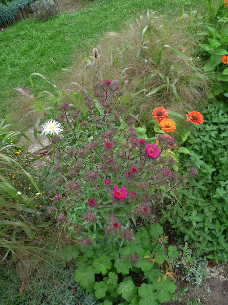  - 2017 - 03 - Toamna