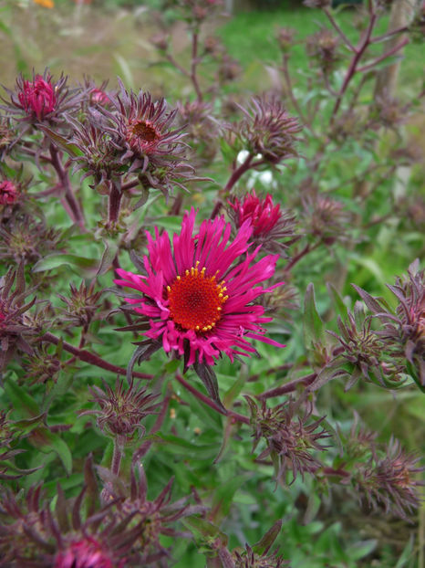  - 2017 - 03 - Toamna