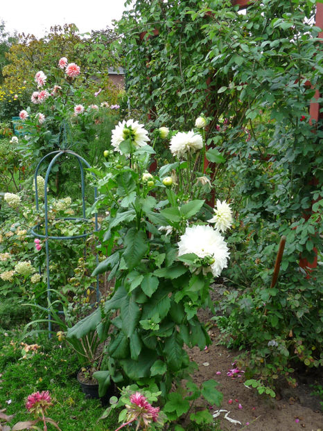  - 2017 - 03 - Toamna