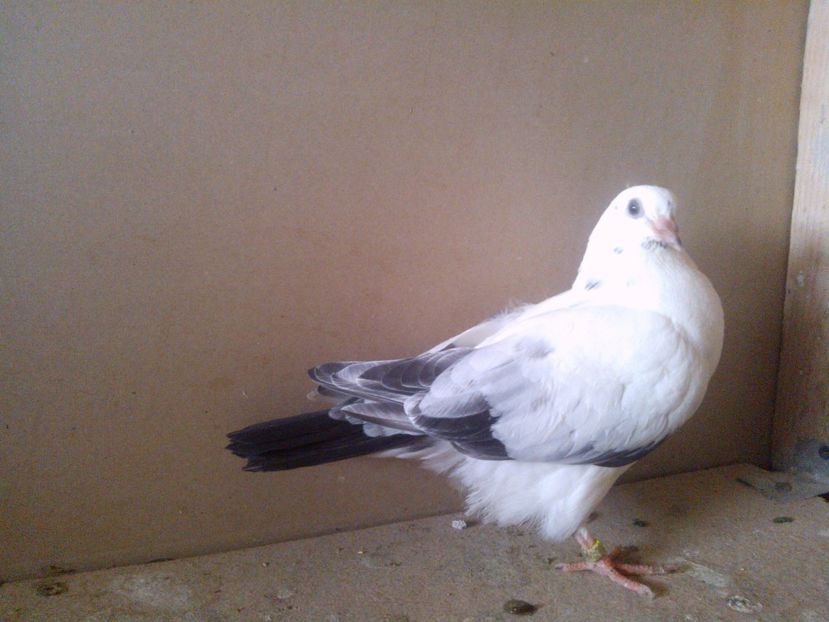  - pierduti la primul zbor