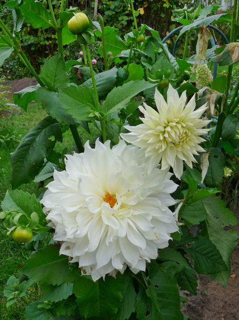  - 2017 - 03 - Toamna