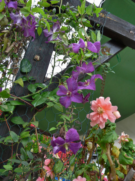  - 2017 - 03 - Toamna