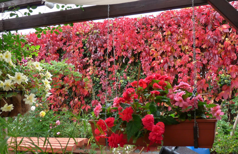  - 2017 - 03 - Toamna