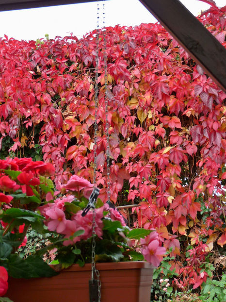  - 2017 - 03 - Toamna