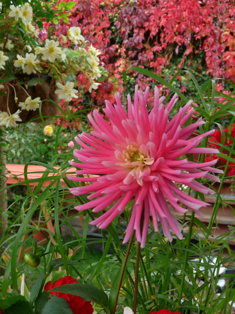  - 2017 - 03 - Toamna