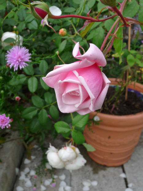  - 2017 - 03 - Toamna