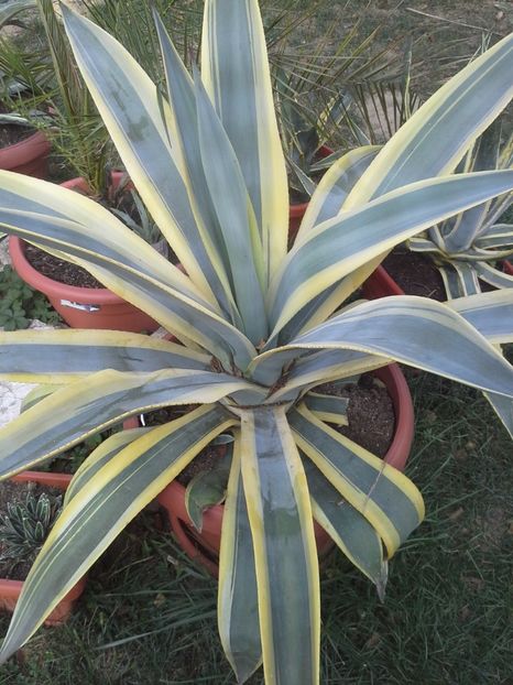 weberi arizona star - agave 2017