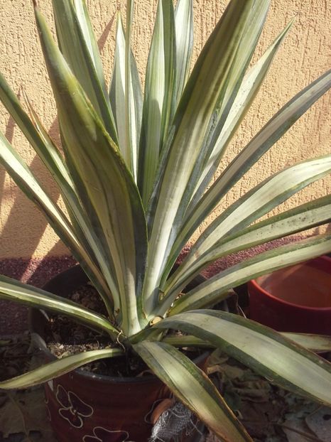 agava sisalana med pallida - agave 2017