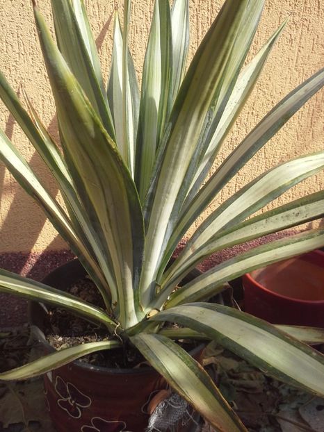 agava sisalana med pallida - agave 2017