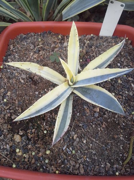 Agave cordillerensis marginata dissymetrique - agave 2017