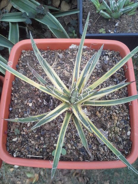 agave leopoldii marginata - agave 2017