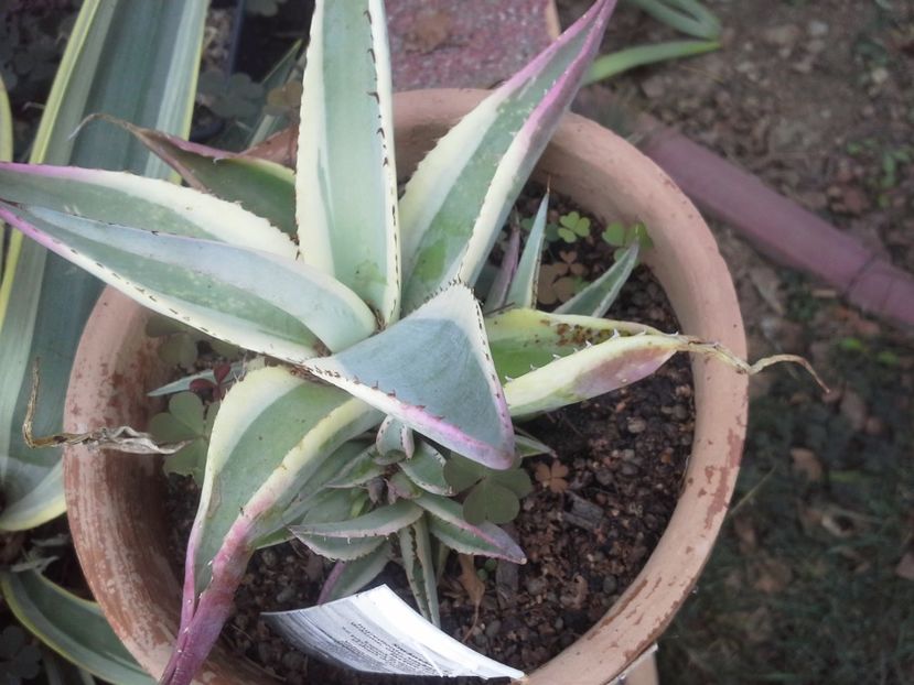 agava guiengola marginata crem brulee - agave 2017