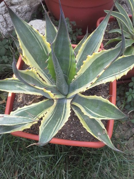 salmiana crassispina marginata - agave 2017