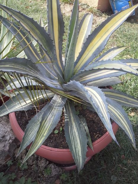 americana striata - agave 2017