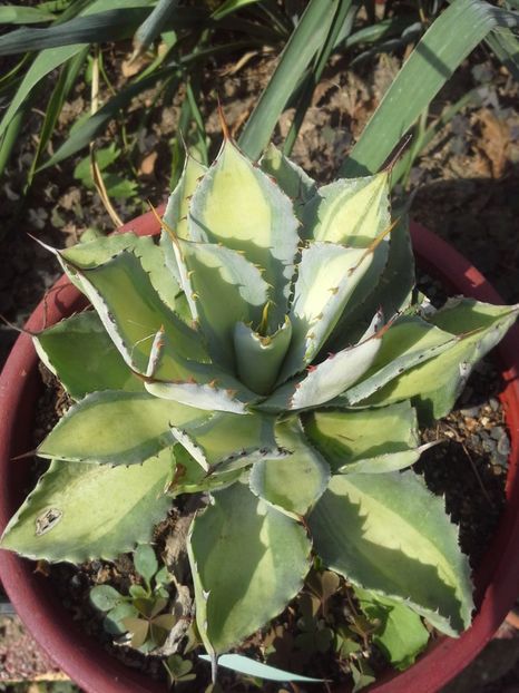 potatorum medio picta - agave 2017