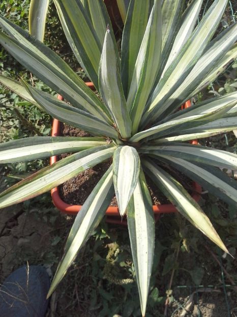 tequilana mediopicta - agave 2017