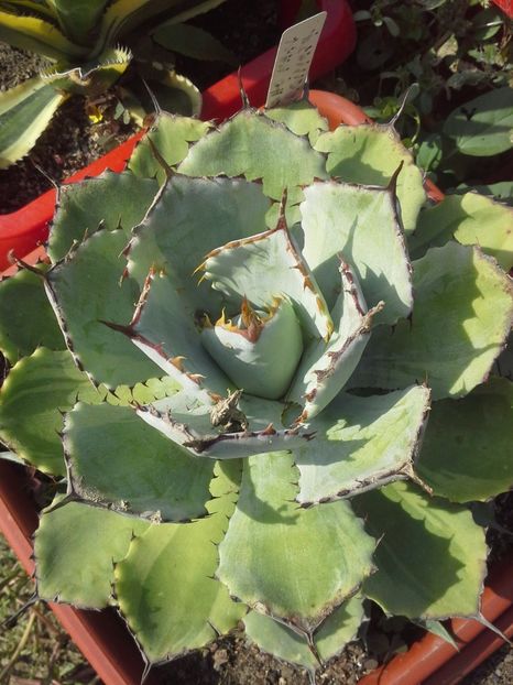 potatorum marginata - agave 2017