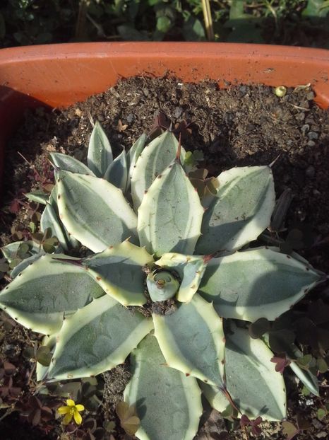 6)agave cream spike mama - Agave florina 82