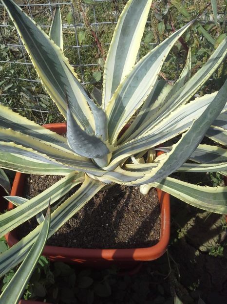 ingens striata - agave 2017