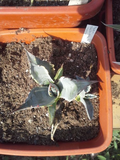 parrasana variegata - agave 2017