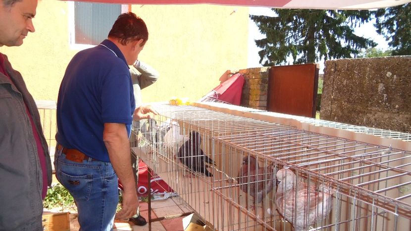  - Expo tineret Belint 2017