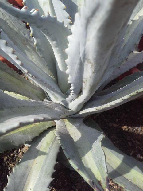 americana proto medio pallida - agave 2017