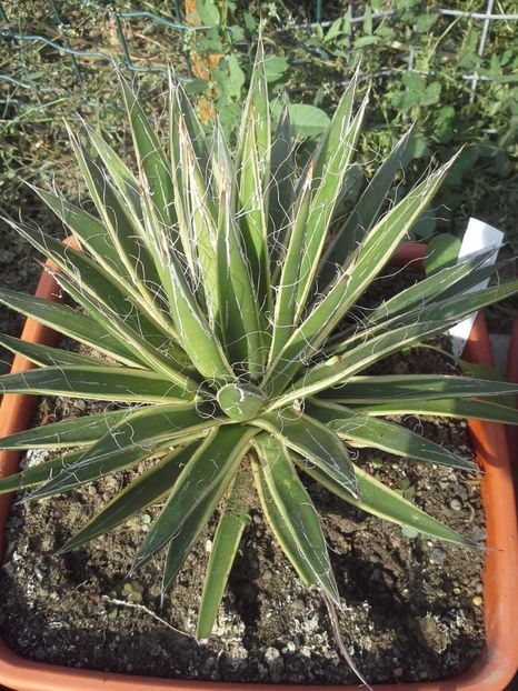 filifera marginata - agave 2017