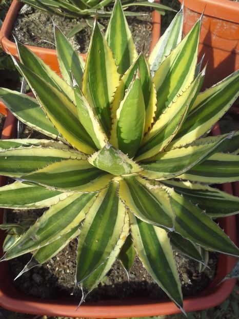 lophanta latifolia marginata - agave 2017