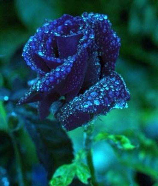  - E-trandafiri albastri