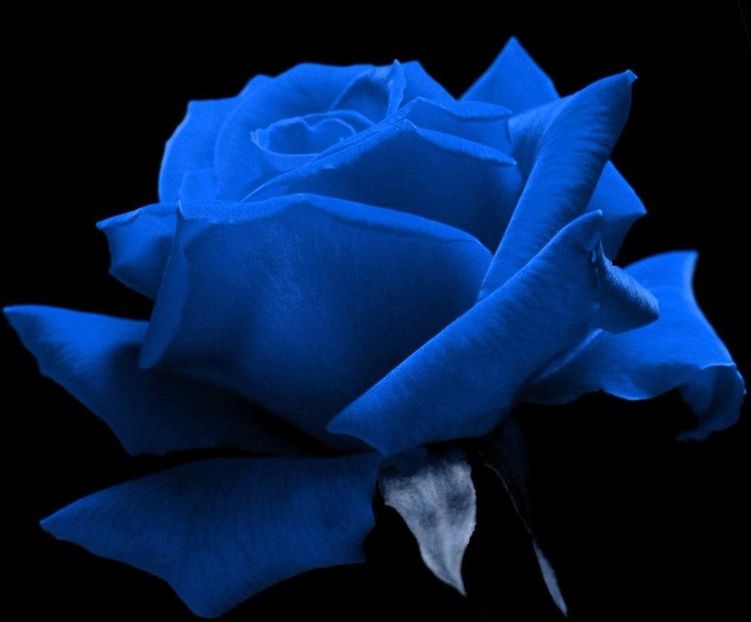  - E-trandafiri albastri