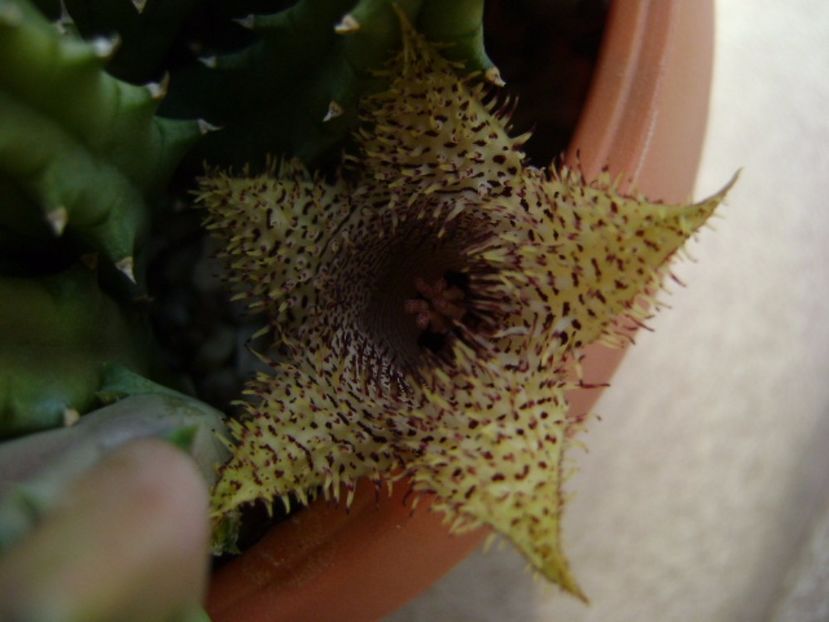 Huernia histrix v. nova - Stapeliade 2017
