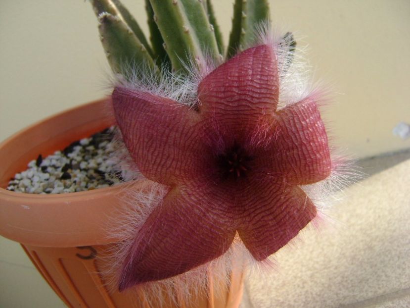 Stapelia grandiflora - Stapeliade 2017