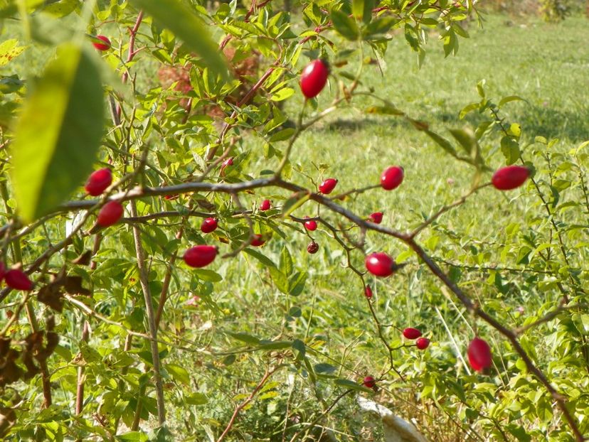 rosa canina - Trandafiri 2017 3