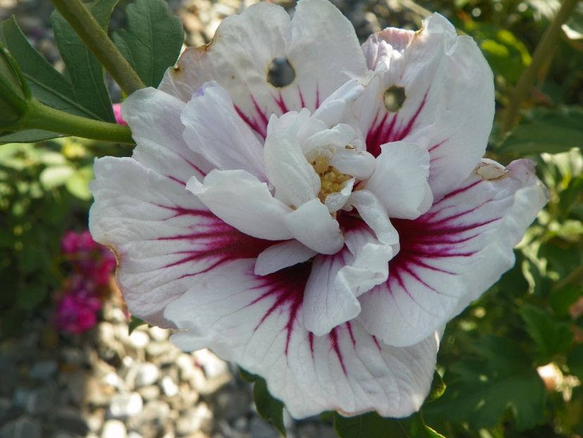 hibiscus syr. China Chiffon - Dobarland 2017 2
